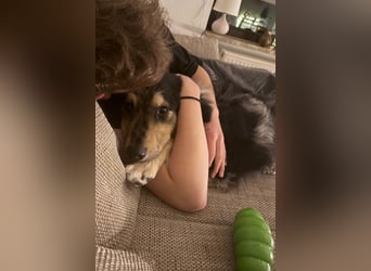 Sensibler Jungrüde ♥BALU♥ wartet schon in 59174 Kamen auf seine Für-Immer-Menschen