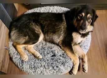 Aramis ❤️ wartet in 31812 Bad Pyrmont