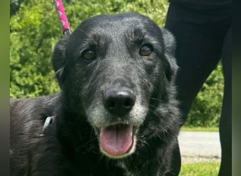 OldLady Gita ♥️ die pure Herzenshündin