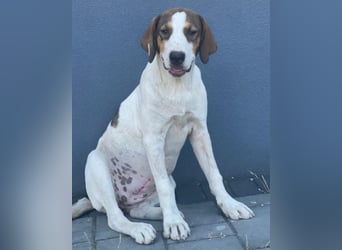 Nala ❤️ aktive, so verschmuste HSH-Mix Hündin