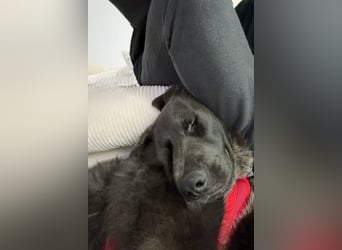 Schäfi-Mix-Bub Jasper wartet bereits in 50127 Bergheim auf seine Für-Immer-Menschen