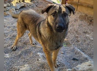 CharmingBoy ♥Luis♥ liebenswertes Fellherz