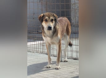 Luki ❤️ so lieber, schüchterner & sensibler Rüde
