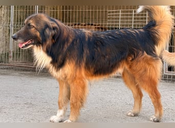 Bogo ♥️ ungeschliffener Schatz auf 4Pfoten