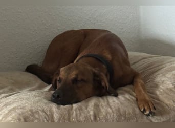 Notfell LASKO❤️in 22559 Hamburg, dringend Not-PS oder Für-Immer-Zuhause gesucht