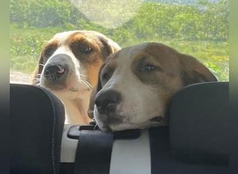 Nala ❤️ aktiver, so verschmuster HSH-Mix