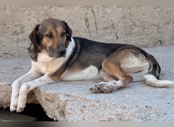 ROBI❤️zauberhafter, lieber Hundejunge - zurückhaltend und sozial