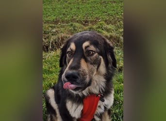 Aramis ❤️ wartet in 31812 Bad Pyrmont