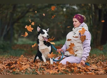 Lebensfroher Chico sucht seine Menschen