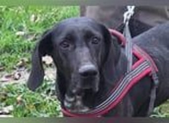 Pointer-Mix-Lady ♥ Daria ♥ ein Herz aus Fell