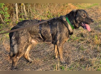 SHADOW❤️sozialer Gute-Laune-Hund wartet auf Dich in 50169 Kerpen