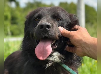 Morach ❤️ sanfter & so lieber Hundeschatz