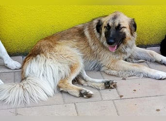 Mix-Hündin ♥ Mandy ♥ ein zauberhaftes, liebes, soziales Wesen
