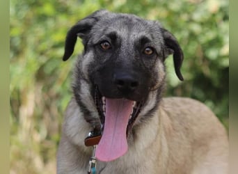 HSH-Mix YOMA❤️fröhlich, aufgeschlossen & katzenverträglich