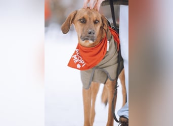 charmanter LASKO❤️in 22559 Hamburg, dringend Für-Immer-Zuhause gesucht