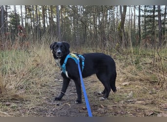 Sienna - fröhlicher Schäfi-Mix, wartet bereits in 45289 Essen