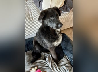 Schäfi-Mix-Bub Jasper wartet bereits in 50127 Bergheim auf seine Für-Immer-Menschen