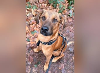 charmanter LASKO❤️in 22559 Hamburg, dringend Für-Immer-Zuhause gesucht