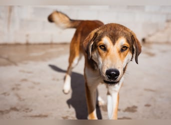 Luki ❤️ aufgeschlossener, lieber Junghund!