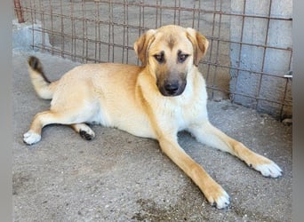 SCHLAUBI❤️smarter, kluger und entzückender Fellnasen-Fratz!