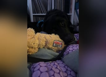 Cosmo - junger charmanter Schäfi-Mix-Bub wartet bereis in 55116 Mainz