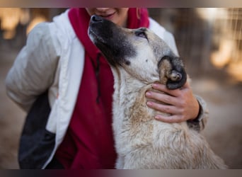 Beauty ♥ Fly ♥ herzliche, treue Fellfreundin