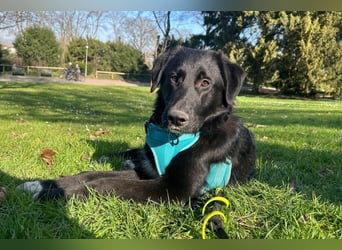 Cosmo - junger charmanter Schäfi-Mix-Bub wartet bereis in 55116 Mainz