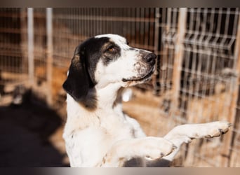 Ananda ❤️ liebe Fellfreundin fürs Leben