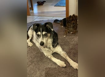 Liebster OldBoy ♥Rocky♥ wartet in 21640 Bliedersdorf auf sein so verdientes Lebensglück