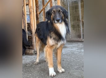 Bogo ♥️ ungeschliffener Schatz auf 4Pfoten