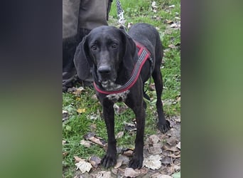 Pointer-Mix-Lady ♥ Daria ♥ ein Herz aus Fell