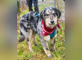 Sensibler Jungrüde ♥BALU♥ wartet schon in 59174 Kamen auf seine Für-Immer-Menschen