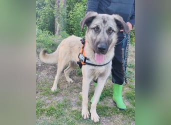 HSH-Mix YOMA❤️fröhlich, aufgeschlossen & katzenverträglich