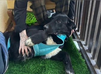 Cosmo - junger charmanter Schäfi-Mix-Bub wartet bereis in 55116 Mainz