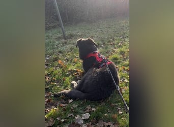 Schäfi-Mix-Bub Jasper wartet bereits in 50127 Bergheim auf seine Für-Immer-Menschen