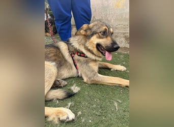 Familien-Mix-Rüde ♥Marco♥ ein Herz von Hund; liebt auch Kinder und Katzen