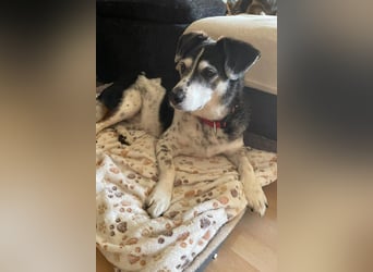 Liebster OldBoy ♥Rocky♥ wartet in 21640 Bliedersdorf auf sein so verdientes Lebensglück