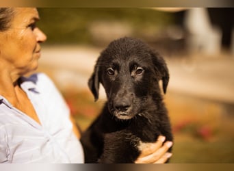 Cosmo - junger charmanter Schäfi-Mix-Bub