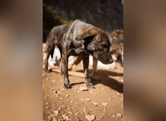 Goldstück  Daisy - eine wundervolle Seele von Hündin