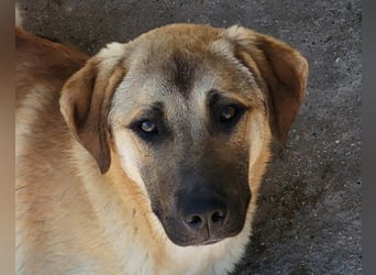 SCHLAUBI❤️smarter, kluger und entzückender Fellnasen-Fratz!