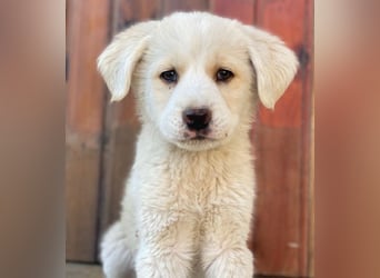 Nacho, geb. ca. 03/2026 , lebt in GRIECHENLAND, auf einer privaten Pflegestelle