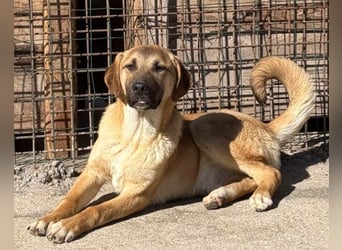 SCHLAUBI❤️smarter, kluger und entzückender Fellnasen-Fratz!