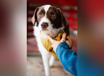 ♥Šarenko♥ toller, verschmuster 3-Beiner
