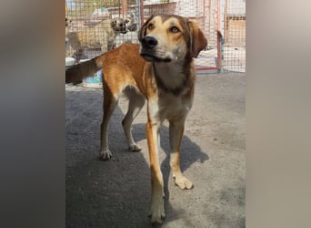 Luki ❤️ aufgeschlossener, lieber Junghund!