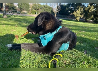 Cosmo - junger charmanter Schäfi-Mix-Bub wartet bereis in 55116 Mainz