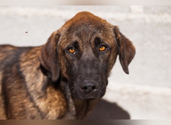 Pico ❤️ junger verschmuster, liebevoller Rüde