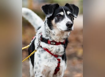 Liebster OldBoy ♥Rocky♥ wartet in 21640 Bliedersdorf auf sein so verdientes Lebensglück