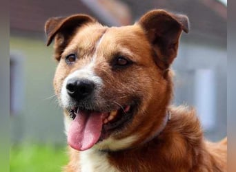 Floki ❤️ freundlich & so menschenbezogen