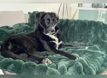 Sienna - fröhlicher Schäfi-Mix, wartet bereits in 45289 Essen