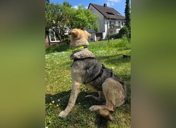 Feiner ♥Flinn♥ wartet bereits in 65191 Wiesbaden auf seine Für-Immer-Familie